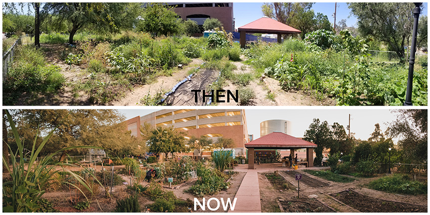 Before and After panoramic shots of the Garden, with the before shot having more overgrown plots