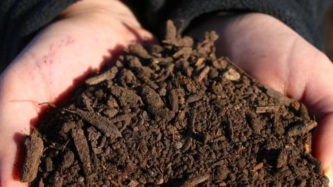 Compost in hands